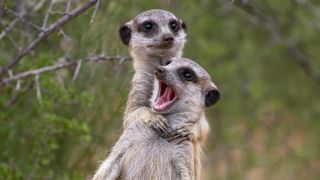A meerkat wraps its paws around a buddy's neck.