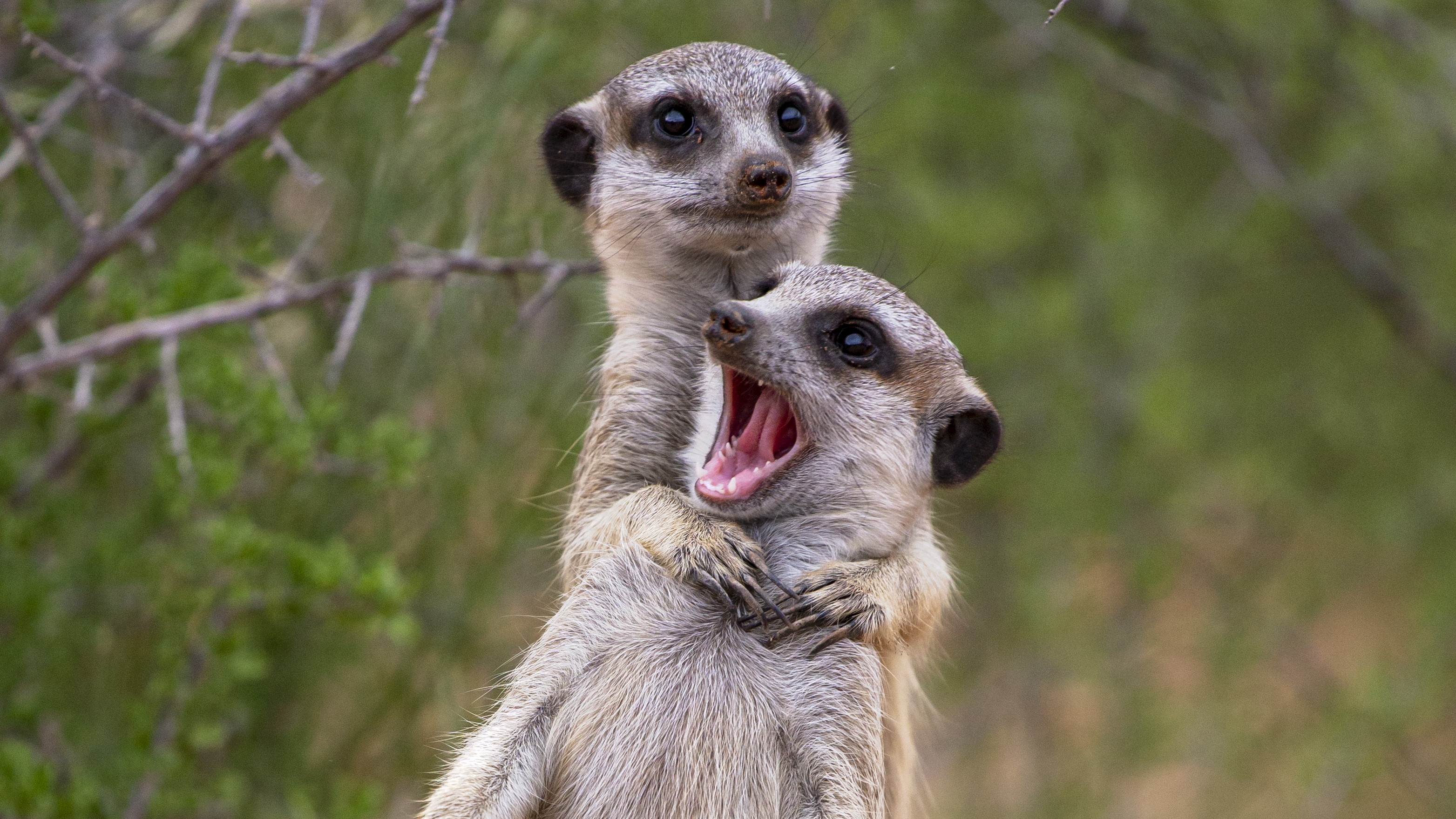 Una suricata envuelve sus patas alrededor del cuello de un amigo.