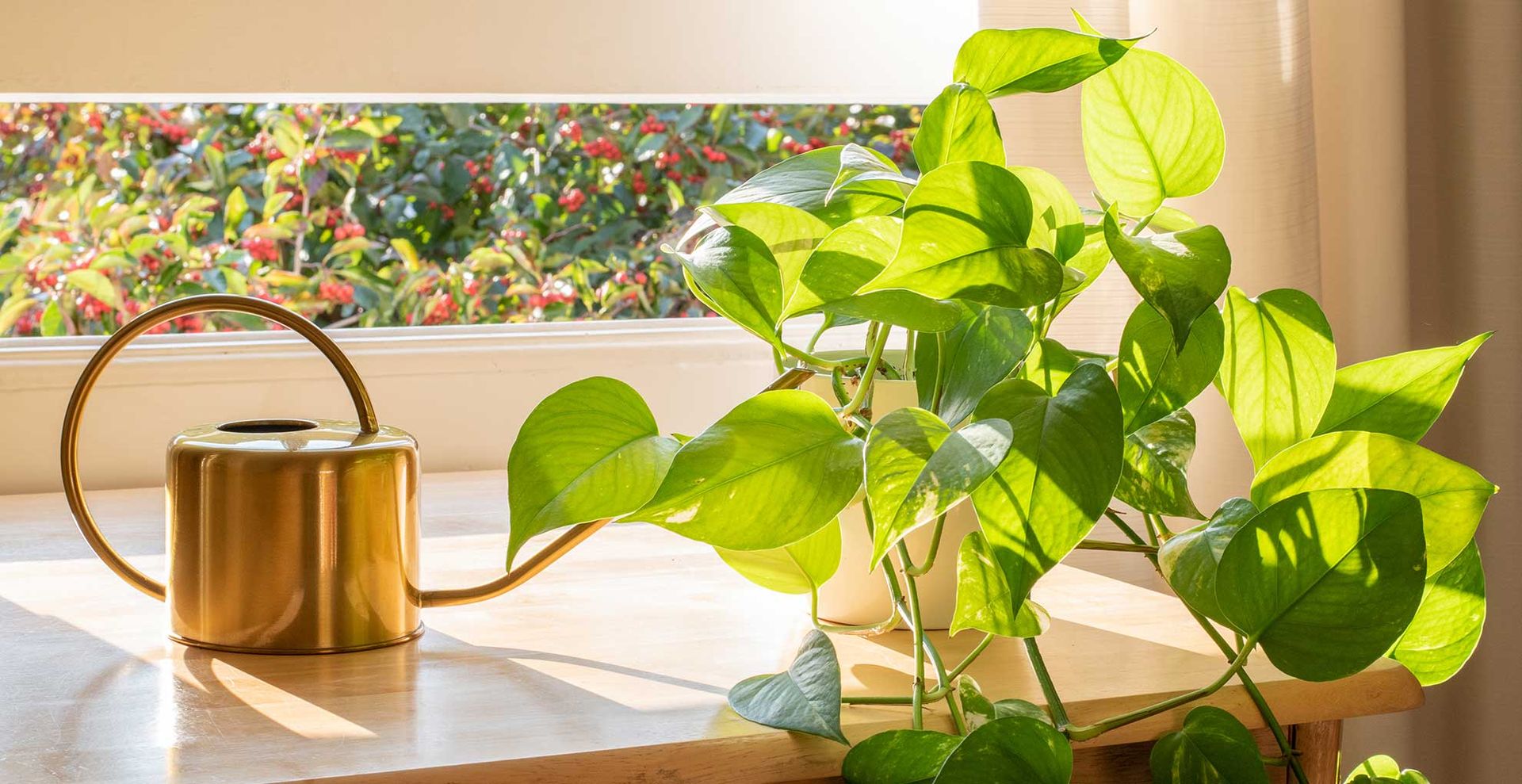 devil's ivy trailing plant in a white plant pot on a windowsill next to a cooper watering can