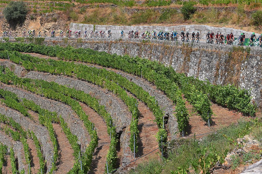 The peloton passes a vineyard during stage 6 at the Vuelta