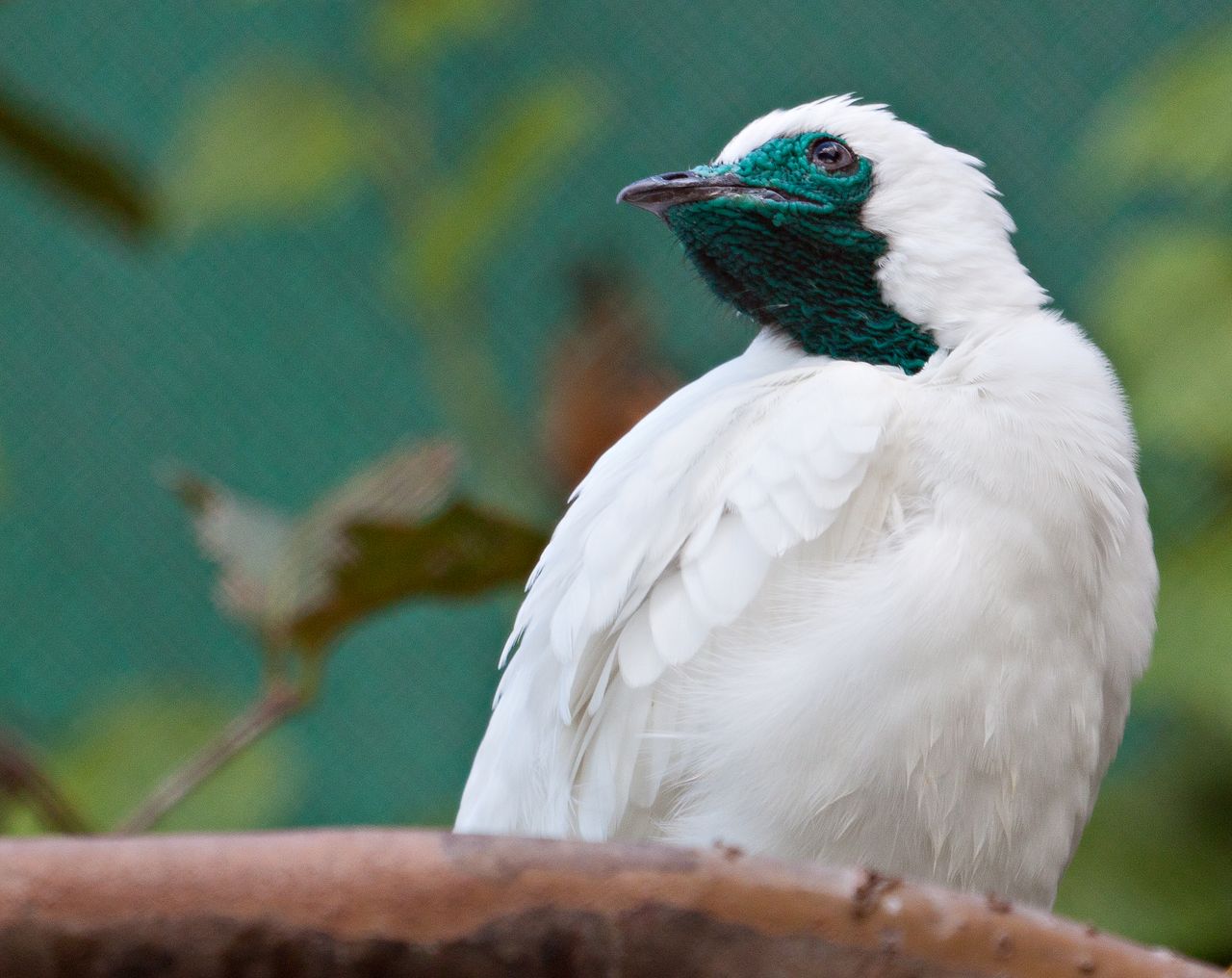 A white bellbird.