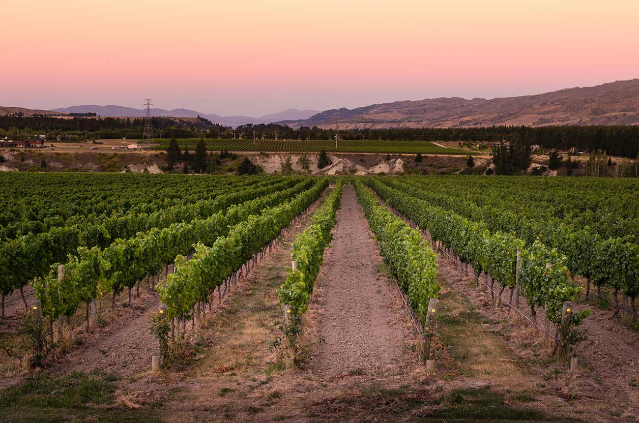 Vineyards in Central Otago