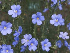 Blue Flax Flowers