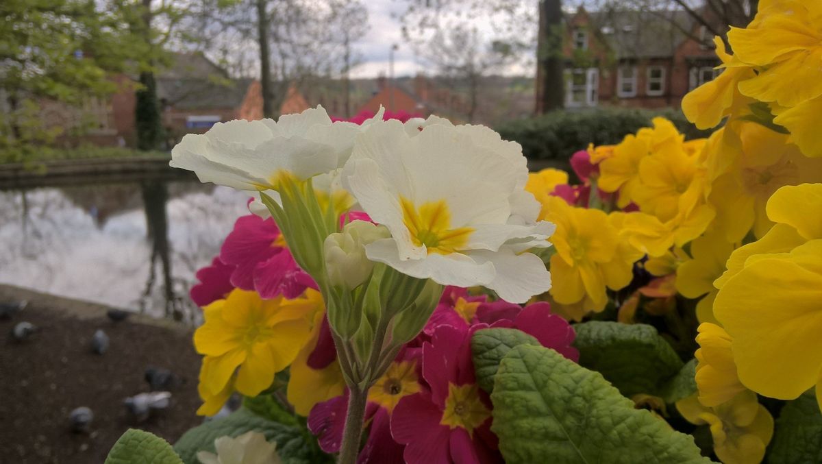 Lumia 640 rear camera test