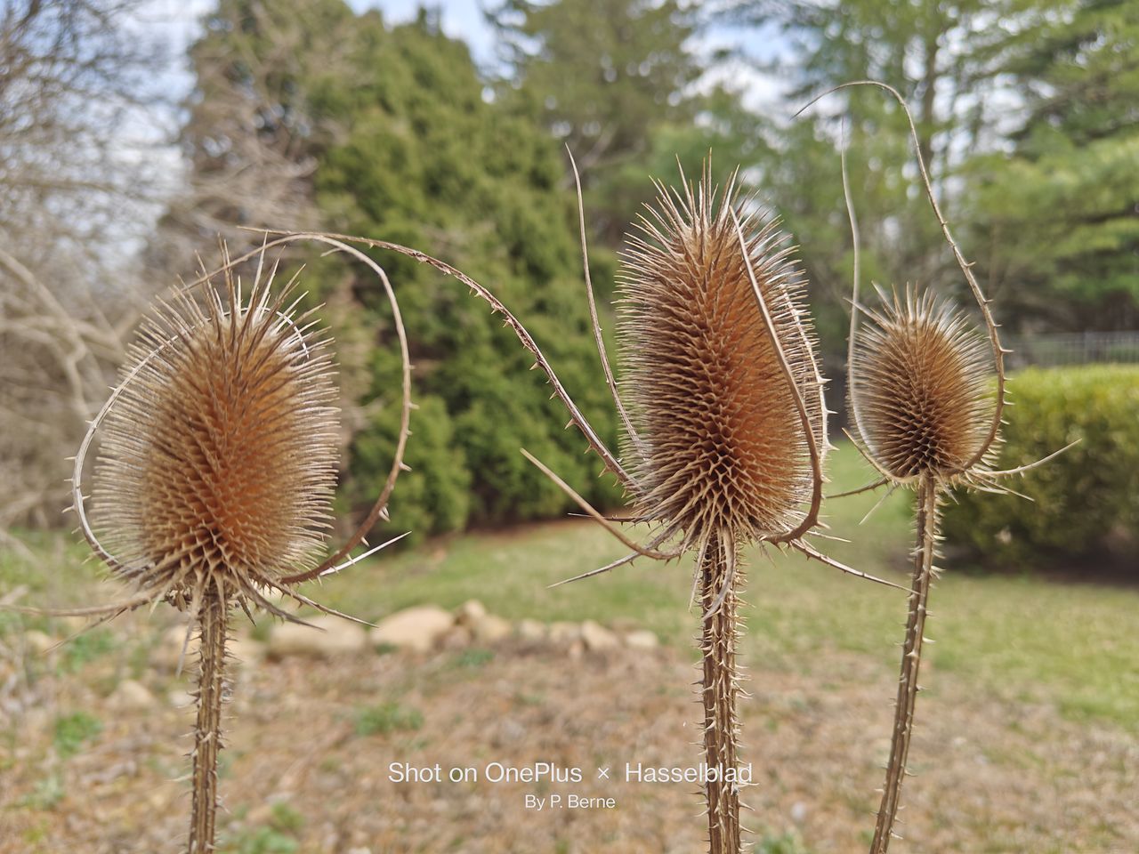 Flowers photographed with our four best camera phones