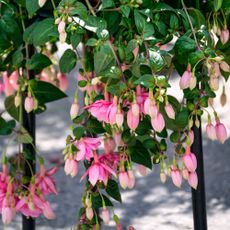 Pink fuchsia flowers