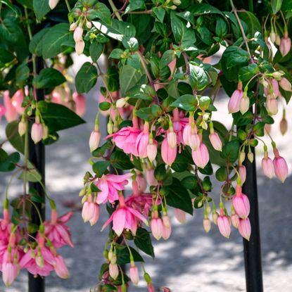 Pink fuchsia flowers