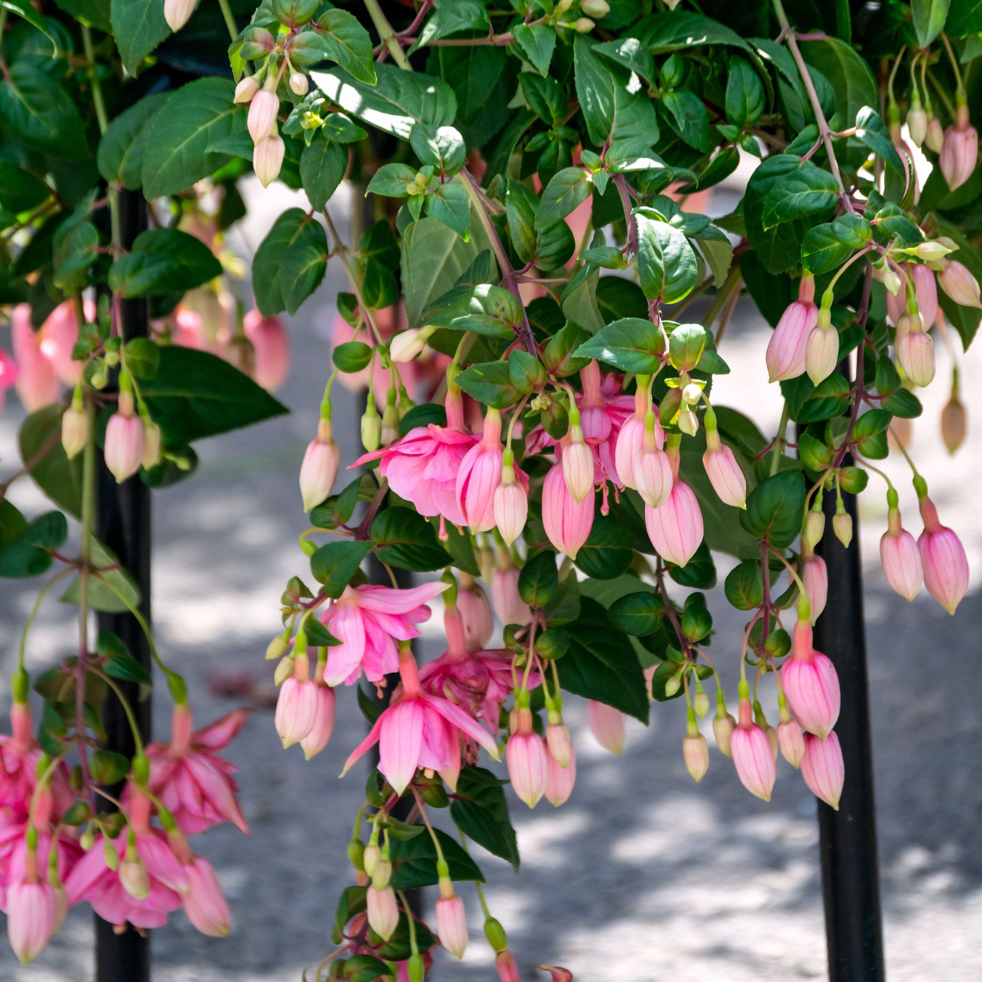 Pink fuchsia flowers