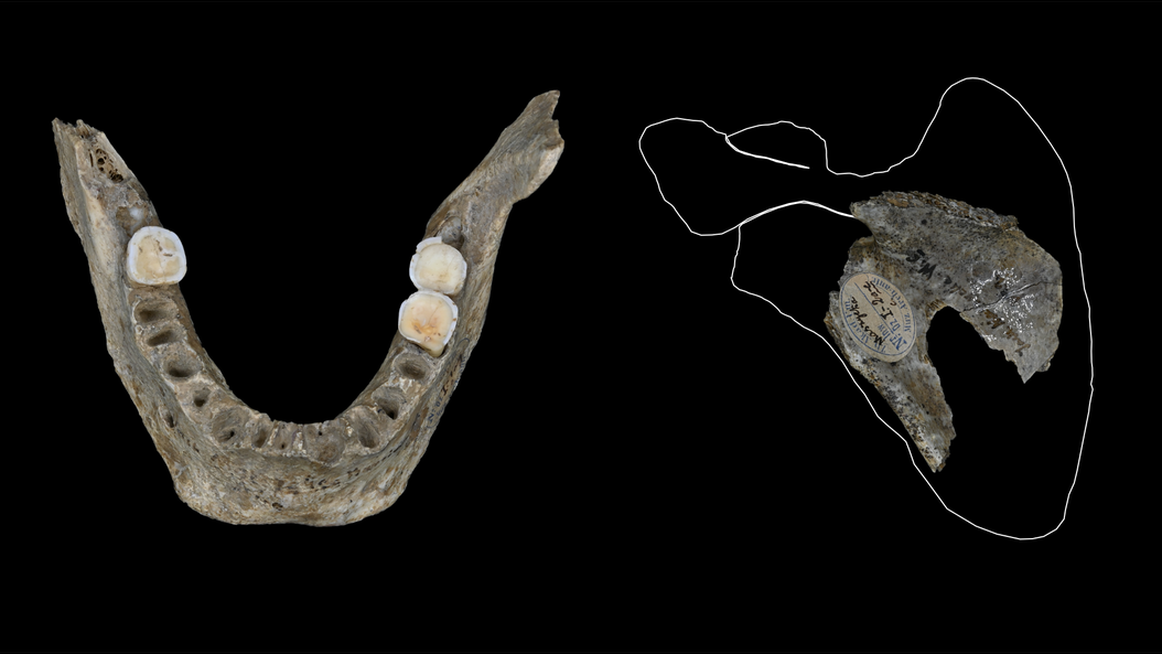 古代欧洲人吃了18，000年前死去的敌人的大脑，研究人员发现