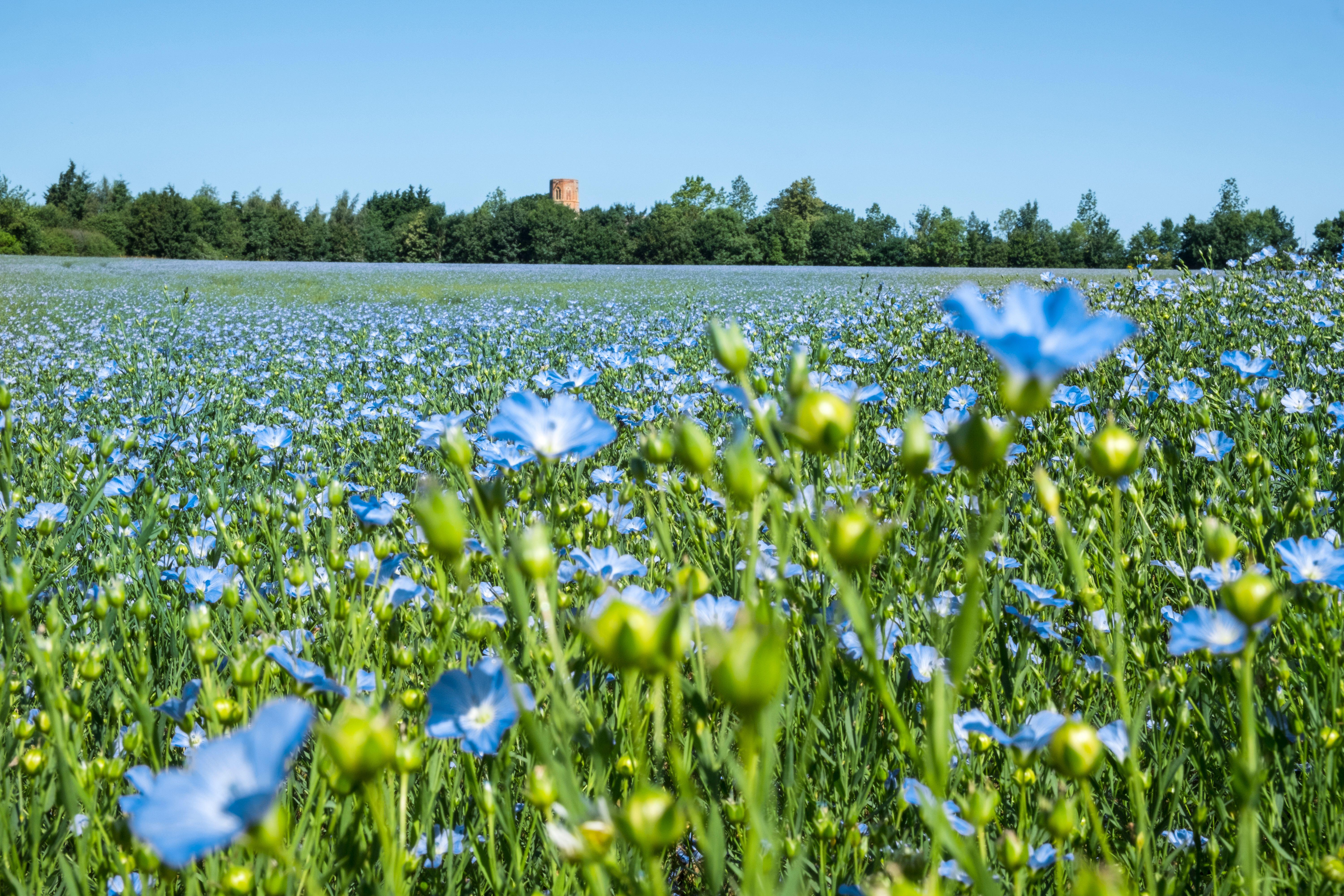 Field of bright blue flowers