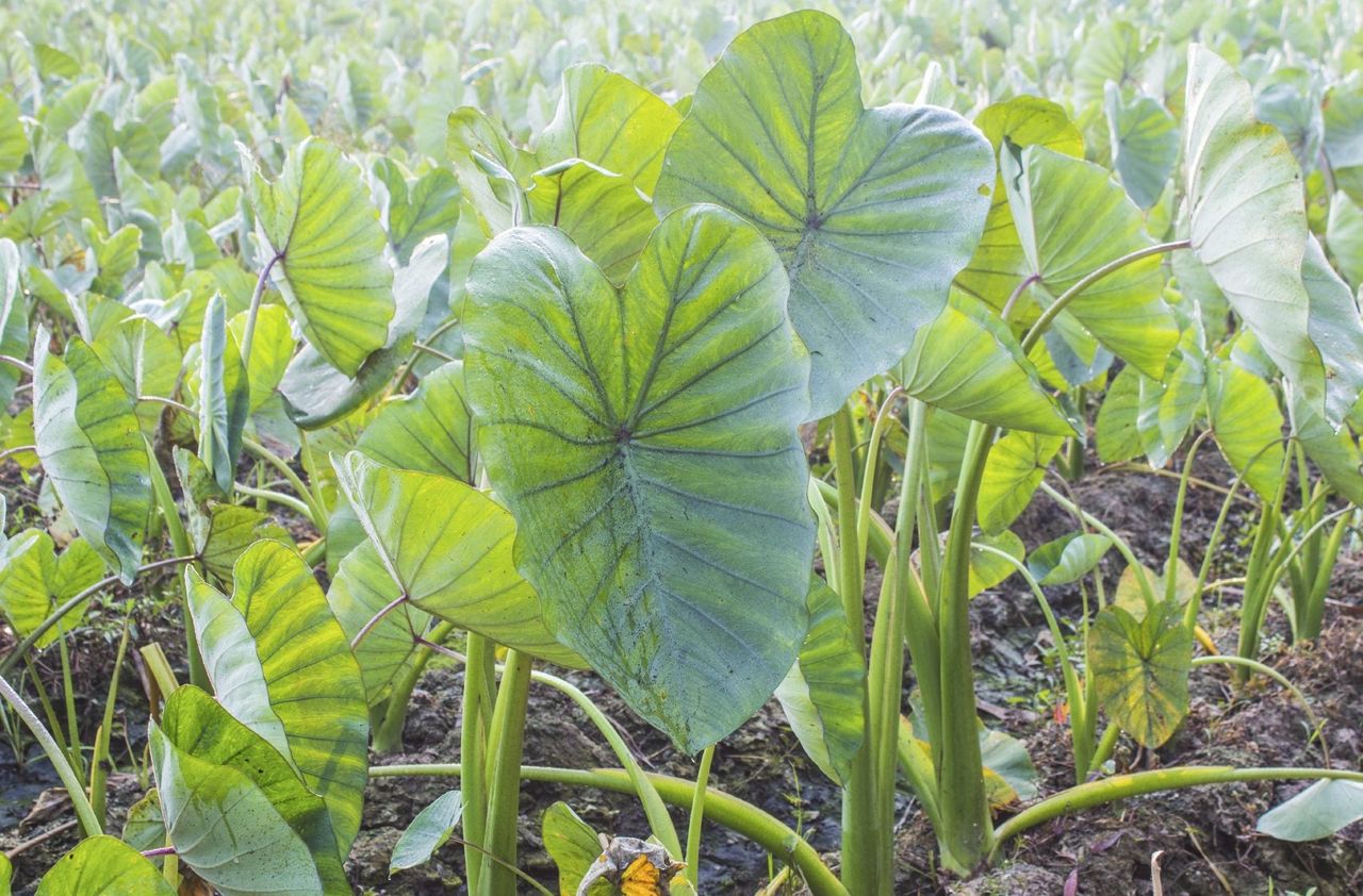 Dasheen Taro Plants In The Garden