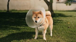 Shiba Inu wearing cone