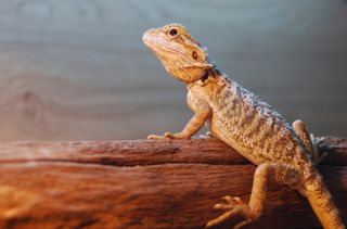 Choose the right family pet: Reptiles