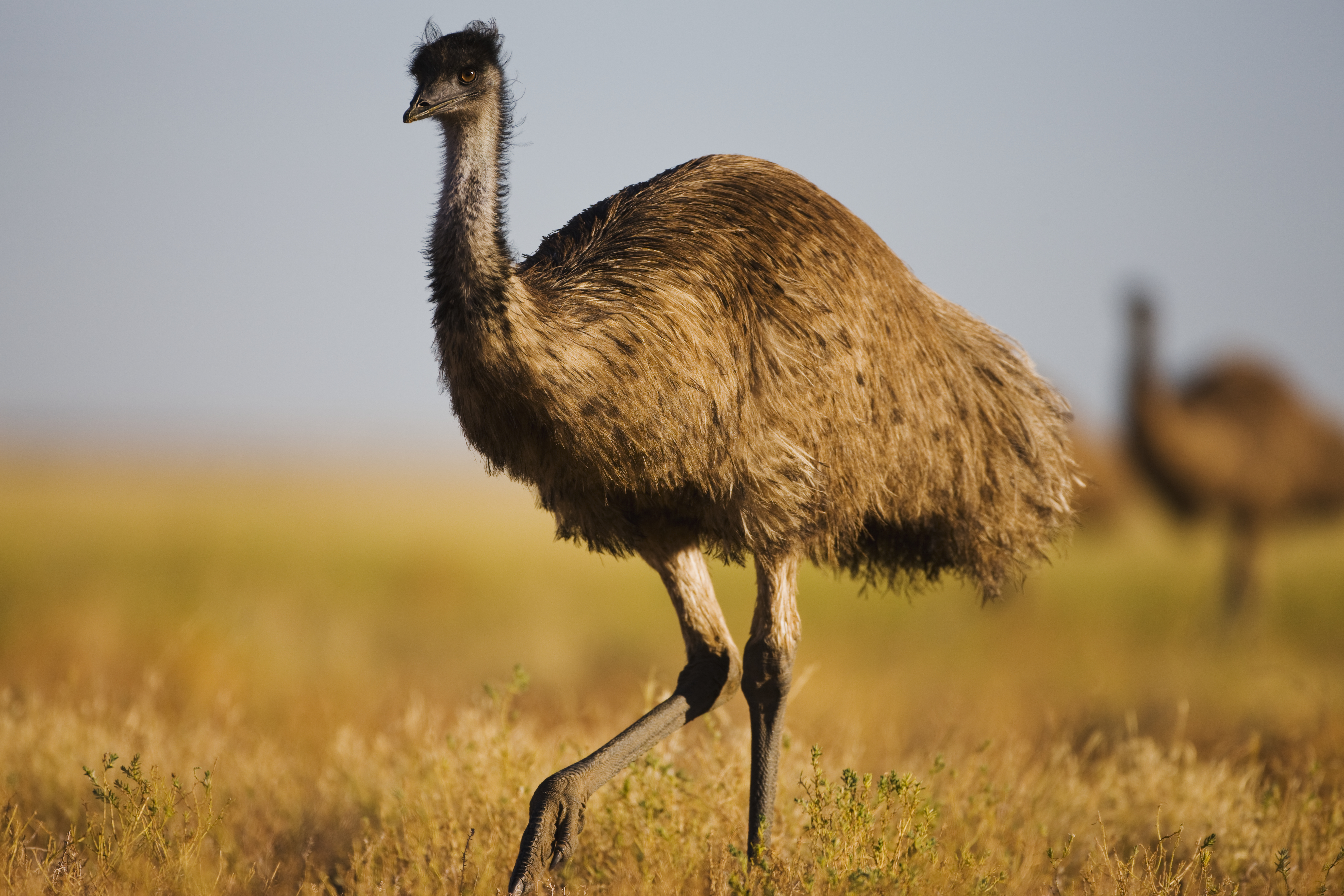 A photograph of an emu walking in Australia.