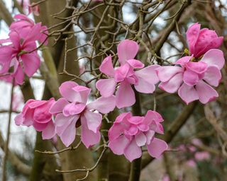 pink flowers of Magnolia sprengeri ‘Diva’