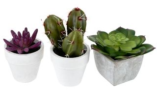 cactus plant in white pot