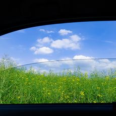a view of flowers out a car window