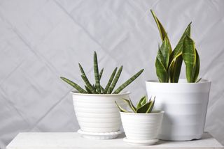 Three potted snake plants