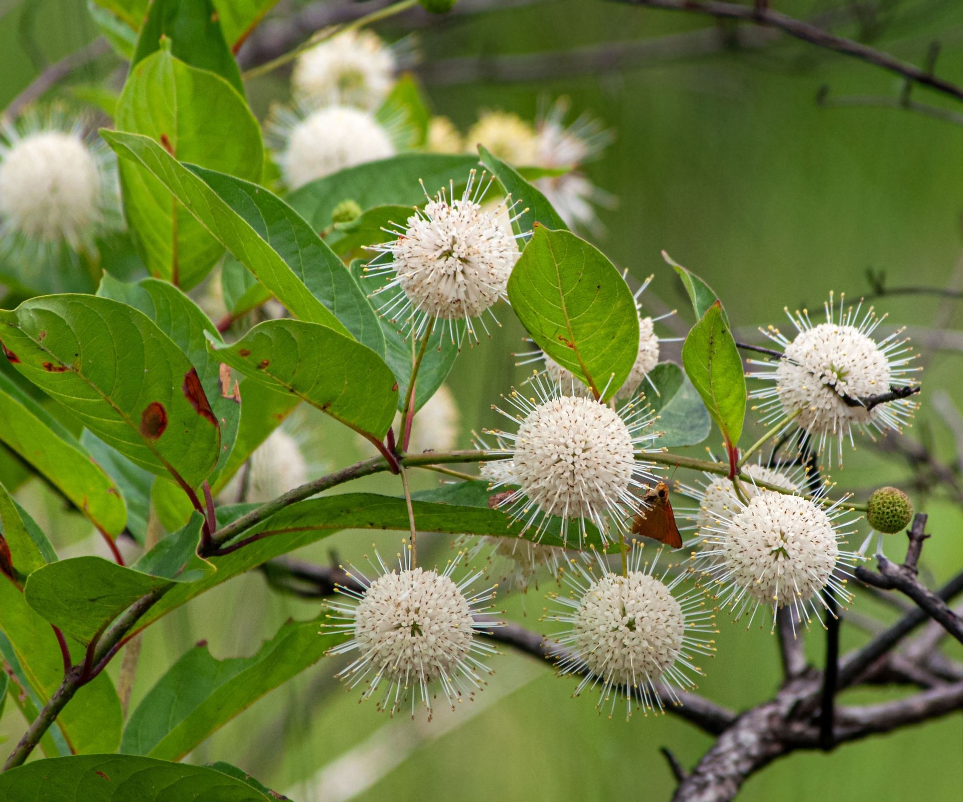 buttonbush with white flowers