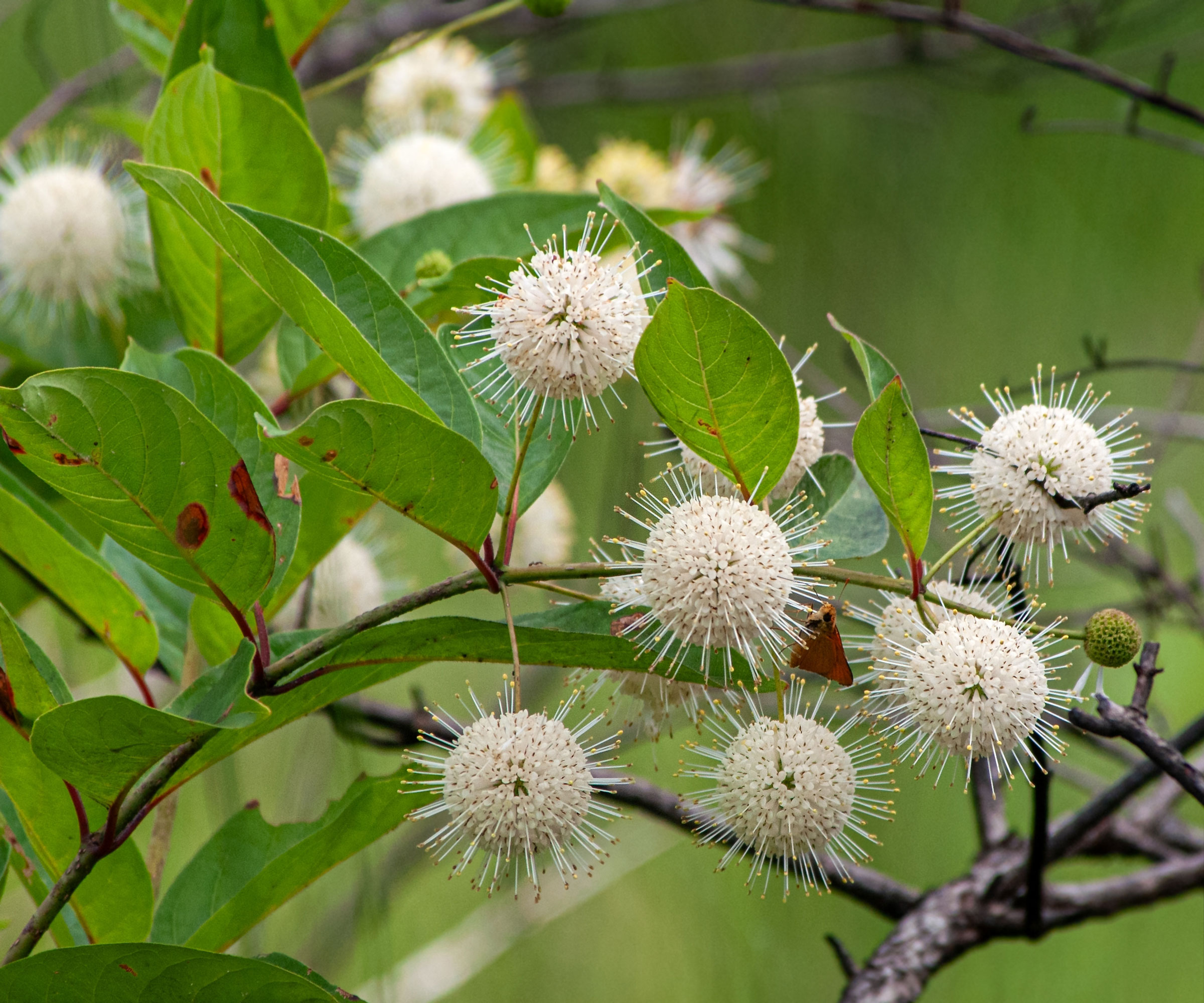 buttonbush with white flowers