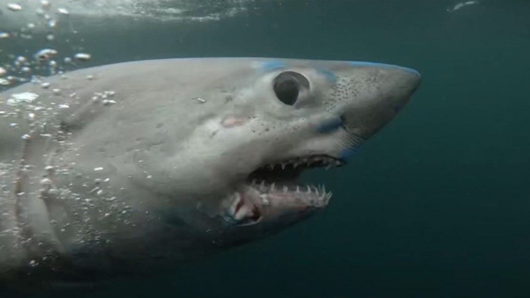 a side view of a porbeagle shark&#039;s face underwater with its mouth open