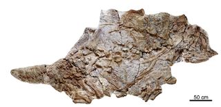 Local farmers unearthed the skeleton of an ankylosaur, now called <em>Chuanqilong chaoyangensis</em>, in Liaoning province in northeastern China.