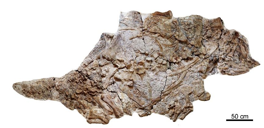 Local farmers unearthed the skeleton of an ankylosaur, now called &lt;em&gt;Chuanqilong chaoyangensis&lt;/em&gt;, in Liaoning province in northeastern China.