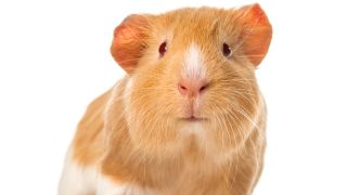 Small pets for kids - guinea pig
