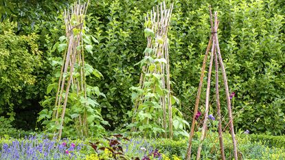 Runner beans growing up vegetable trellis wigwams made of wooden sticks