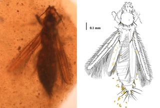 Trapped in amber, a specimen of <em>Gymnospollisthrips maior</em> with pollen grains attached to itsbody.