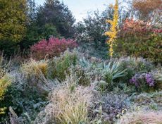A frosty garden with ornamental grasses and evergreen shrubs