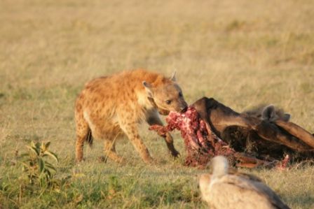 Image Gallery: Hyenas at the Kill | Live Science