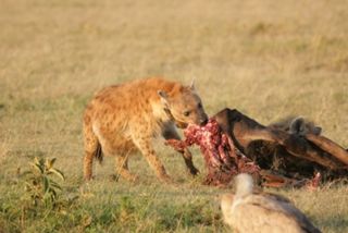 Hyena and carcass