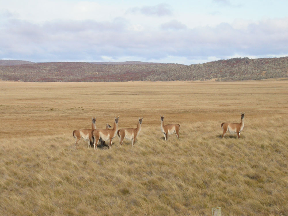 Guanacos, denizens of Karukinka.