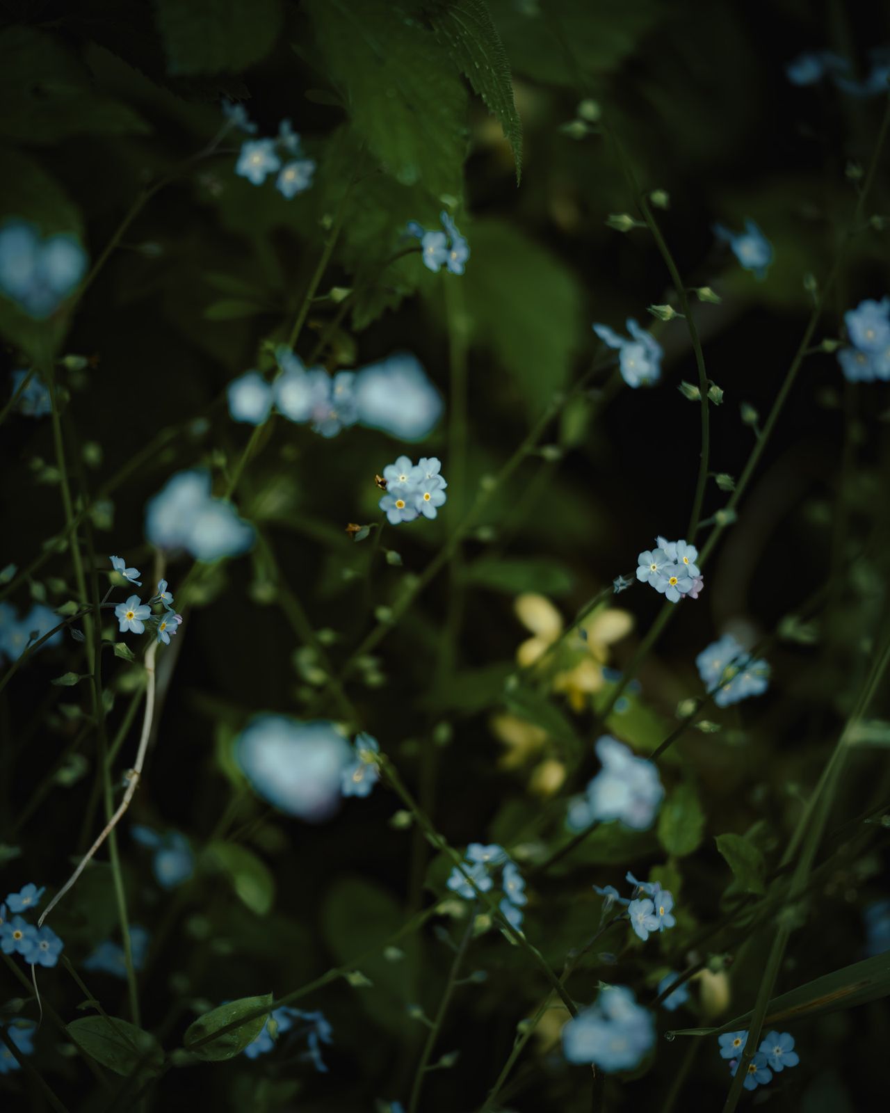 Samyang AF 60-180mm f/2.8 FE sample image
