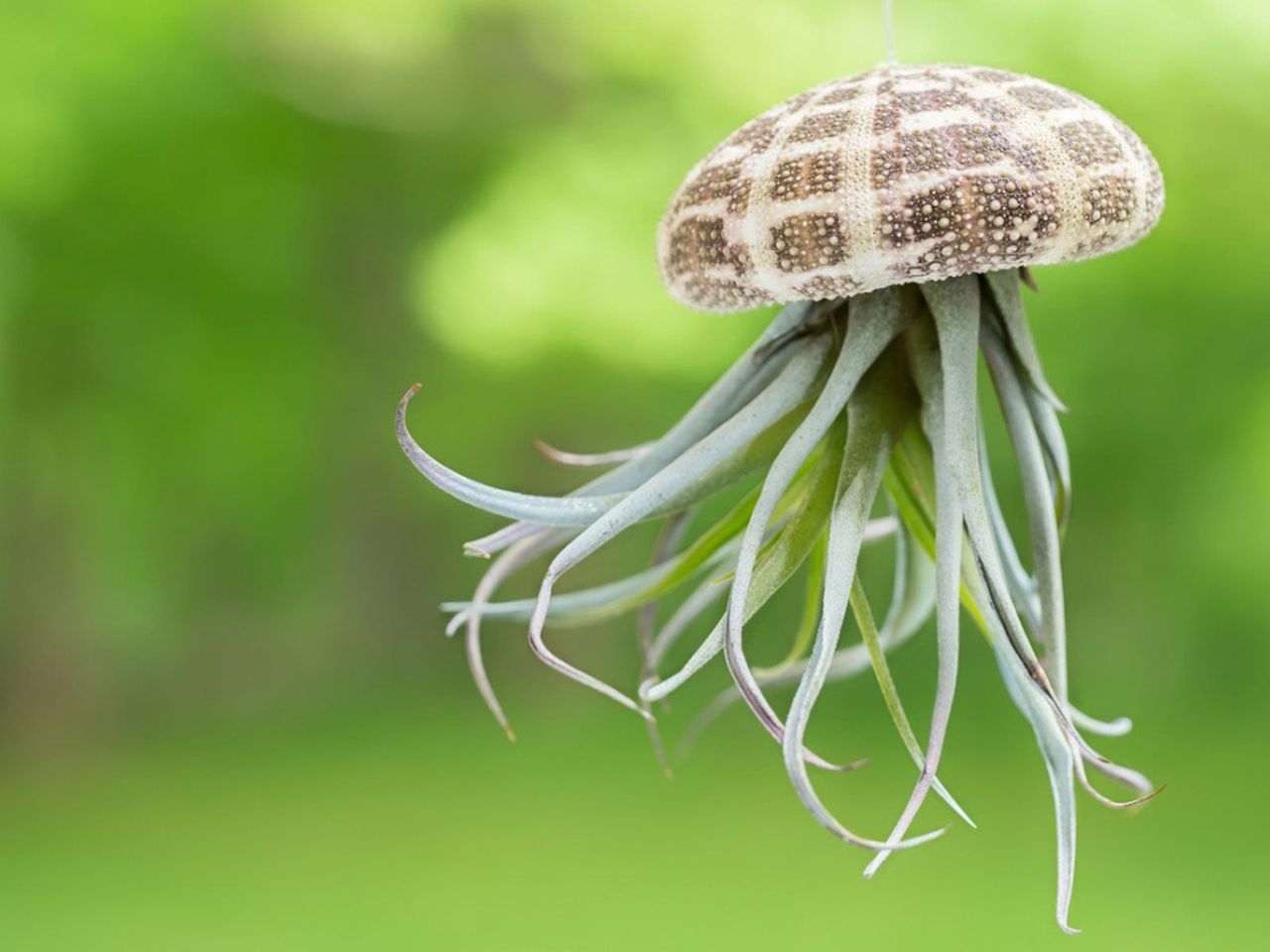 DIY Hanging Jellyfish Succulents