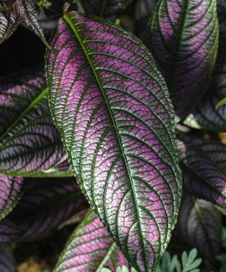 Persian shield plant