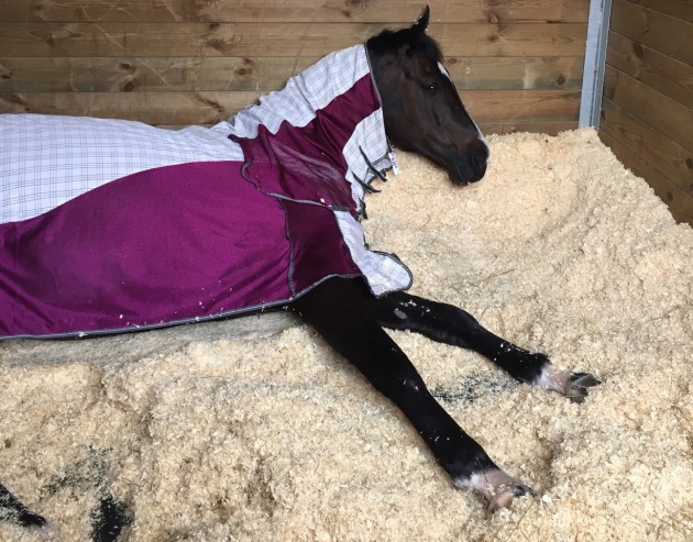 Jorge asleep at the Europeans