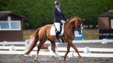 HorseonBit-Option1.jpg
