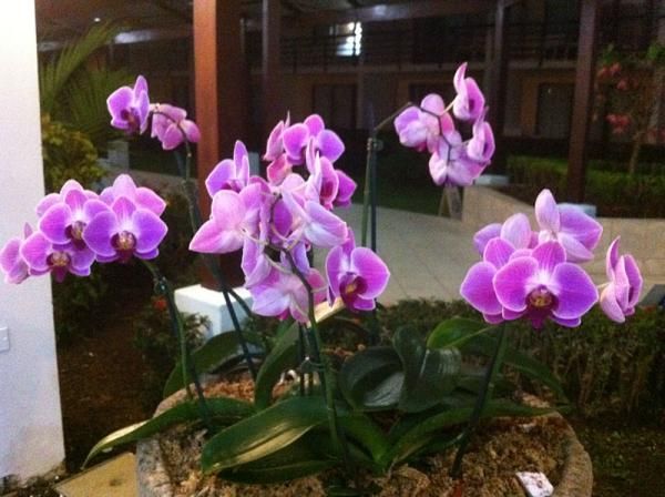 The orchids cheered up the lobby of the first race host city hotel