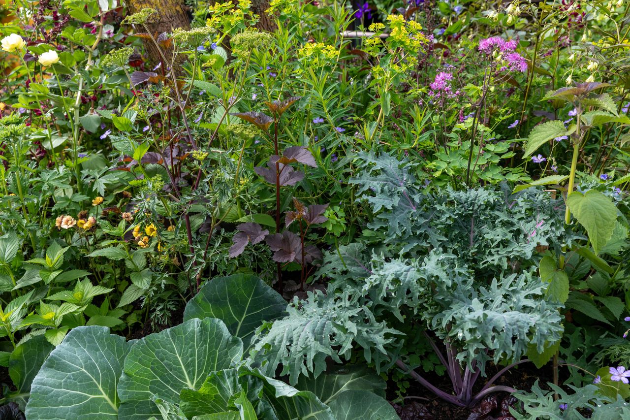 Close up and details of the King's Garden at RHS Chelsea, showing the planting and the central oak structure