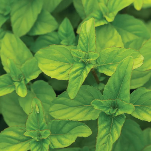Mint, Orange