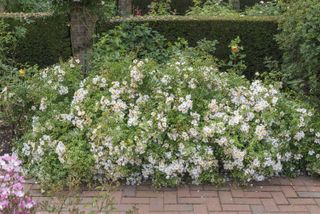 how to prune roses: ground cover roses from David Austin Roses