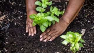 A plant in the ground