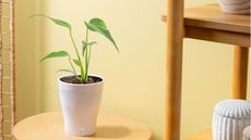 Costa Farms 'Burle Marx Flame' monstera