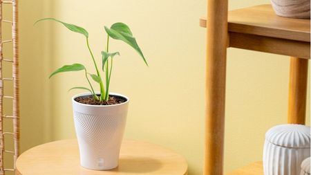 Costa Farms 'Burle Marx Flame' monstera
