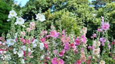 Pink, white and peach hollyhock blooms in a garden