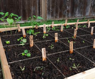 Newly planted seedlings in square foot garden bed