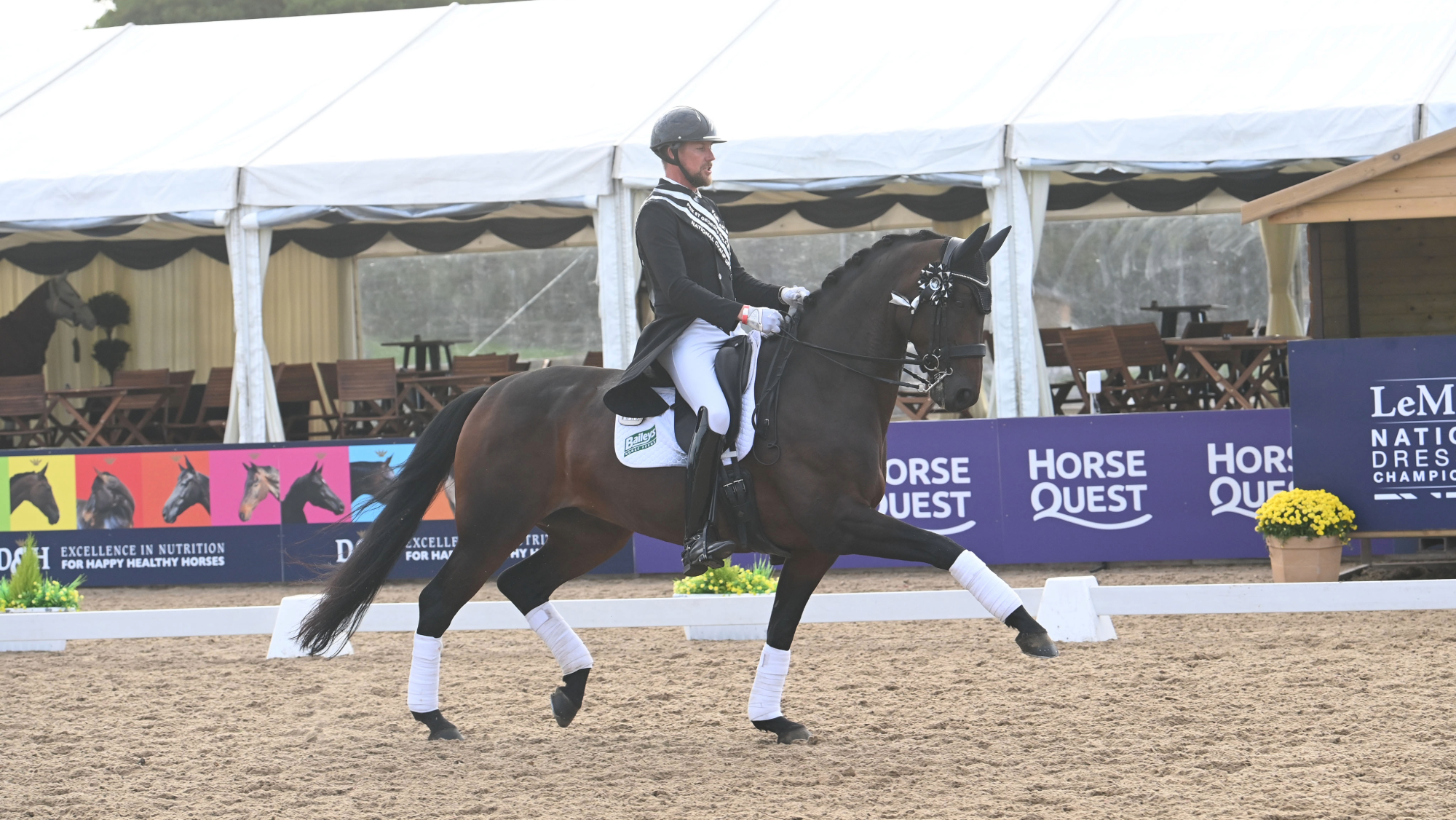 Matt Frost rides Lenika in a victory lap, the bay mare wearing a rosette and winner's sash, after taking the Fairfax Saddles PSG supreme title at the LeMieux National Dressage Championships.