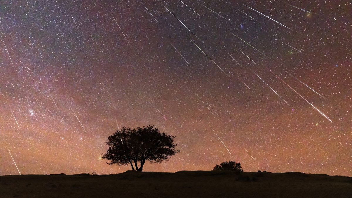 dozens of geminid meteors streak through the sky above a tree. 